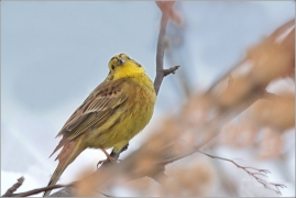 <p>STRNAD OBECNÝ (Emberiza citrinella) ----- /Yellowhammer - Goldammer/</p>